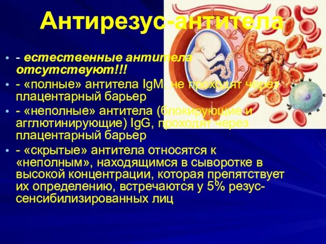 Антирезус-антитела - естественные антитела отсутствуют!!! - «полные» антитела IgM, не проходят