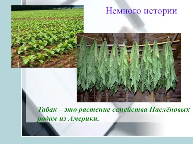 Табак – это растение семейства Паслёновых родом из Америки. Немного истории