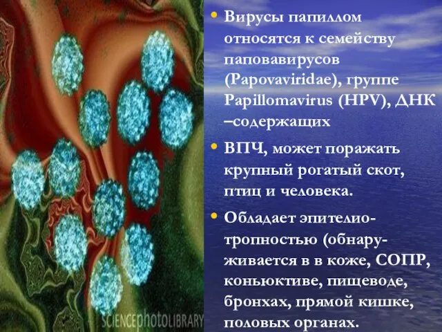 Вирусы папиллом относятся к семейству паповавирусов (Papovaviridae), группе Papillomavirus (HPV), ДНК