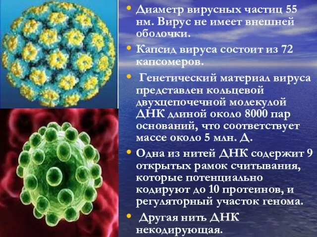 Диаметр вирусных частиц 55 нм. Вирус не имеет внешней оболочки. Капсид