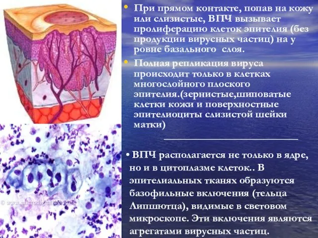 При прямом контакте, попав на кожу или слизистые, ВПЧ вызывает пролиферацию