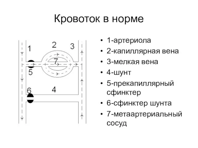 Кровоток в норме 1-артериола 2-капиллярная вена 3-мелкая вена 4-шунт 5-прекапиллярный сфинктер 6-сфинктер шунта 7-метаартериальный сосуд