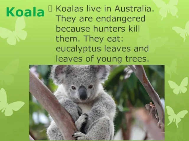 Koala Koalas live in Australia. They are endangered because hunters kill