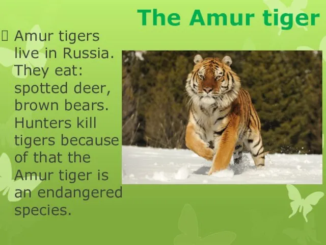 The Amur tiger Amur tigers live in Russia. They eat: spotted