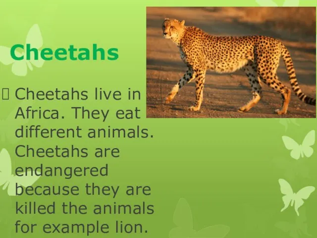Cheetahs Cheetahs live in Africa. They eat different animals. Cheetahs are