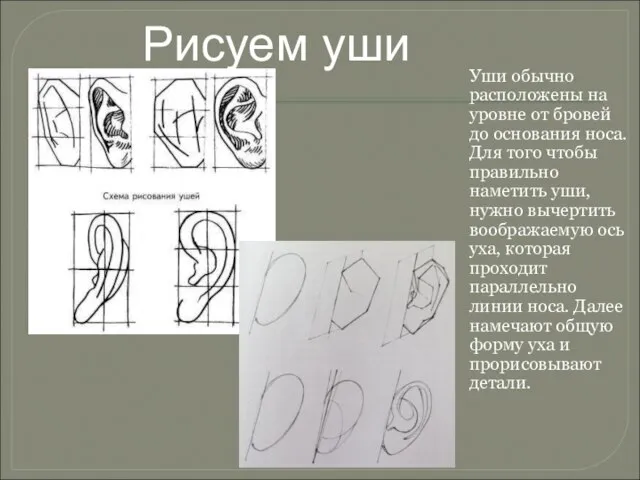 Рисуем уши Уши обычно расположены на уровне от бровей до основания