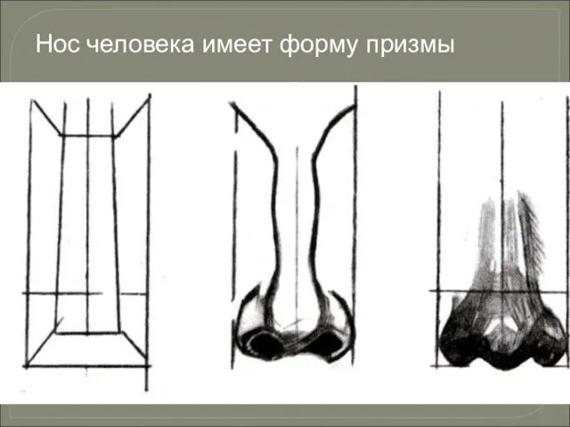 Нос человека имеет форму призмы