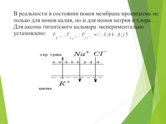 В реальности в состоянии покоя мембрана проницаема не только для ионов