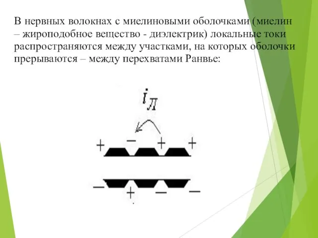 В нервных волокнах с миелиновыми оболочками (миелин – жироподобное вещество -