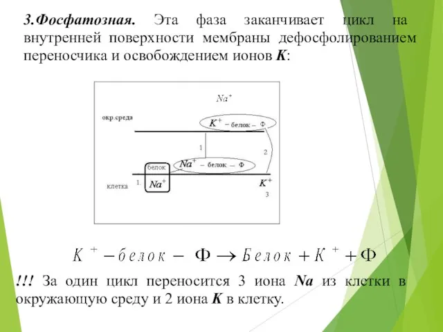 3.Фосфатозная. Эта фаза заканчивает цикл на внутренней поверхности мембраны дефосфолированием переносчика