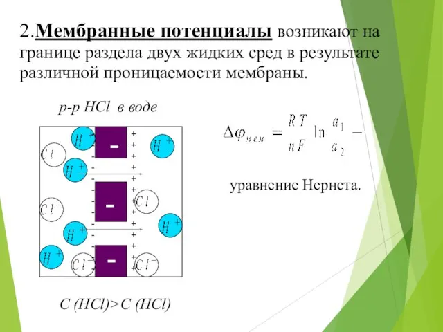 - р-р HCl в воде С (HCl)>C (HCl) 2.Мембранные потенциалы возникают