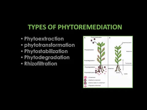 TYPES OF PHYTOREMEDIATION Phytoextraction phytotransformation Phytostabilization Phytodegradation Rhizofiltration