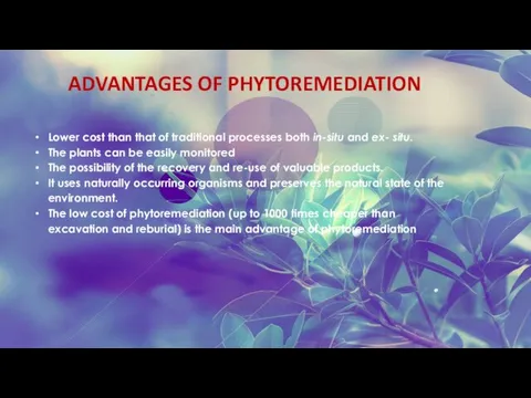 ADVANTAGES OF PHYTOREMEDIATION Lower cost than that of traditional processes both