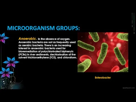 Anaerobic. In the absence of oxygen. Anaerobic bacteria are not as