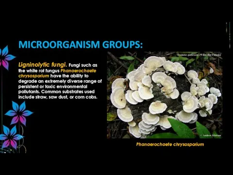 Ligninolytic fungi. Fungi such as the white rot fungus Phanaerochaete chrysosporium