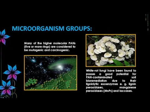 MICROORGANISM GROUPS: Many of the higher molecular PAHs (five or more