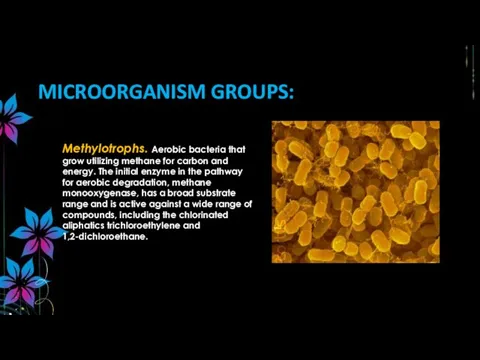 Methylotrophs. Aerobic bacteria that grow utilizing methane for carbon and energy.