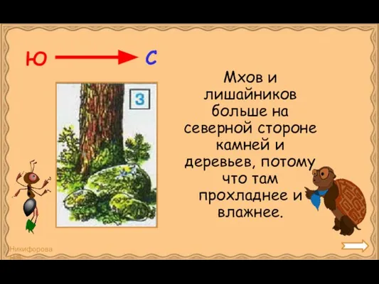 Мхов и лишайников больше на северной стороне камней и деревьев, потому