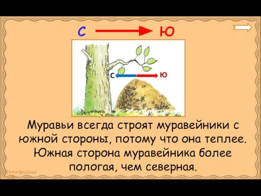 Муравьи всегда строят муравейники с южной стороны, потому что она теплее.