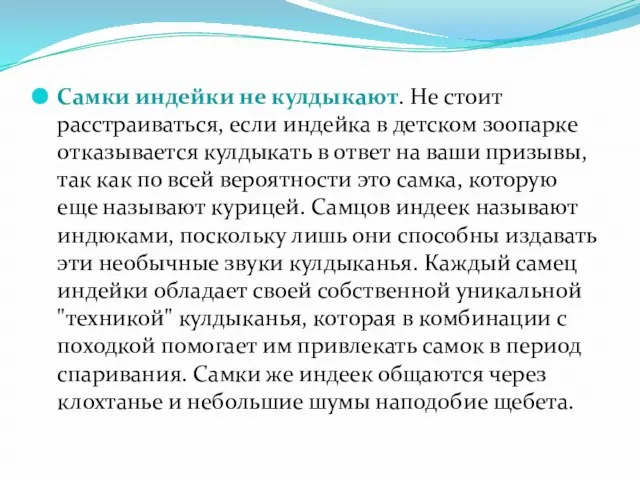 Самки индейки не кулдыкают. Не стоит расстраиваться, если индейка в детском