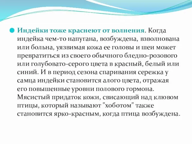 Индейки тоже краснеют от волнения. Когда индейка чем-то напугана, возбуждена, взволнована