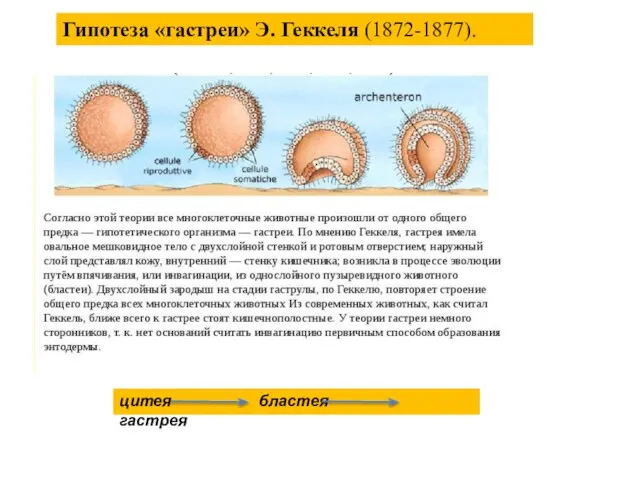 цитея бластея гастрея Гипотеза «гастреи» Э. Геккеля (1872-1877).