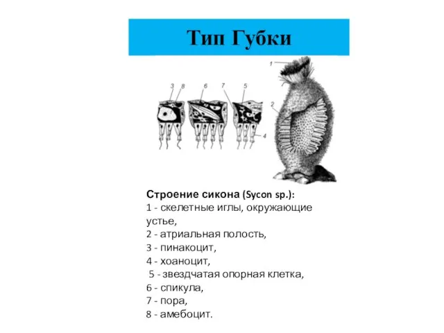 Тип Губки Строение сикона (Sycon sp.): 1 - скелетные иглы, окружающие