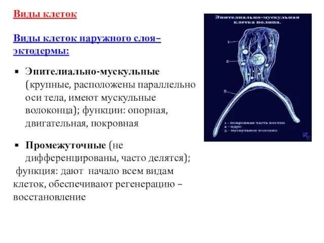 Виды клеток Виды клеток наружного слоя– эктодермы: Эпителиально-мускульные (крупные, расположены параллельно