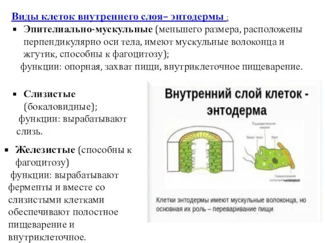 Виды клеток внутреннего слоя– энтодермы : Эпителиально-мускульные (меньшего размера, расположены перпендикулярно