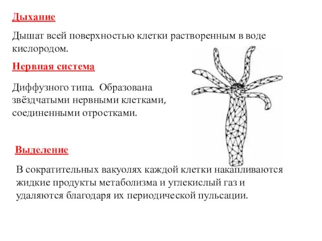 Дыхание Дышат всей поверхностью клетки растворенным в воде кислородом. Выделение Нервная