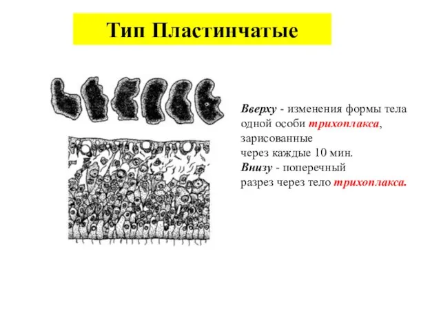 Тип Пластинчатые Вверху - изменения формы тела одной особи трихоплакса, зарисованные