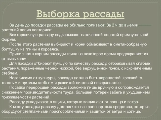 Выборка рассады За день до посадки рассады ее обильно поливают. За