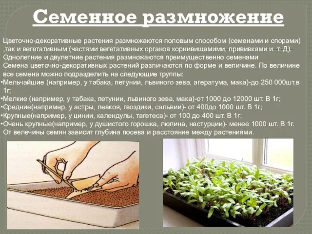 Семенное размножение Цветочно-декоративные растения размножаются половым способом (семенами и спорами) ,так