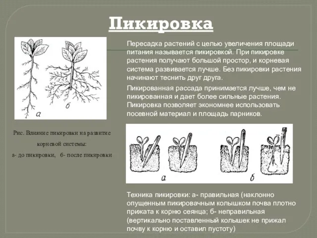 Пикировка Пересадка растений с целью увеличения площади питания называется пикировкой. При