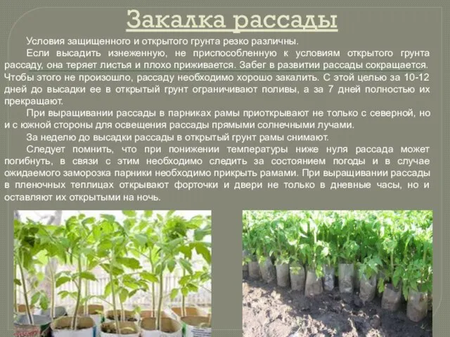 Закалка рассады Условия защищенного и открытого грунта резко различны. Если высадить