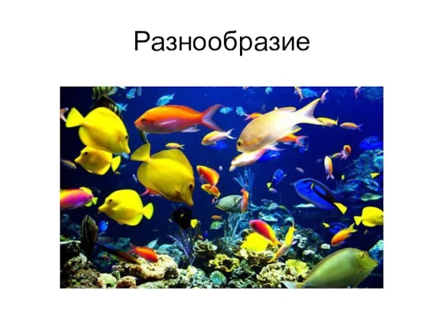 Разнообразие