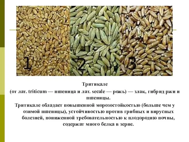 Тритикале (от лат. triticum — пшеница и лат. secale — рожь)