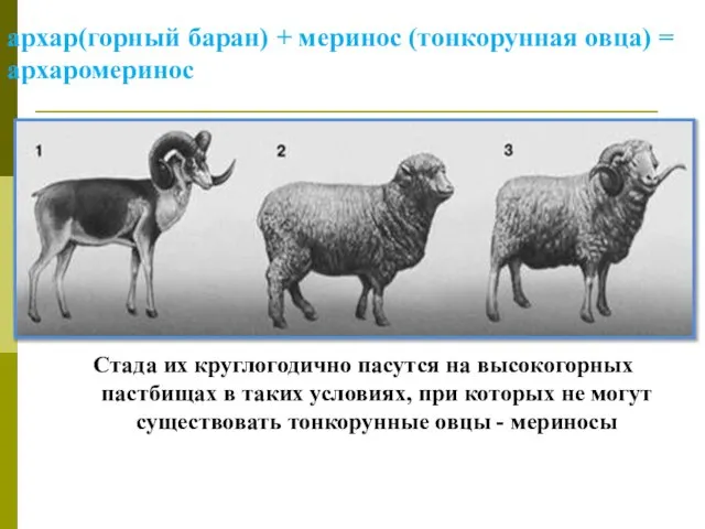 архар(горный баран) + меринос (тонкорунная овца) = архаромеринос Стада их круглогодично