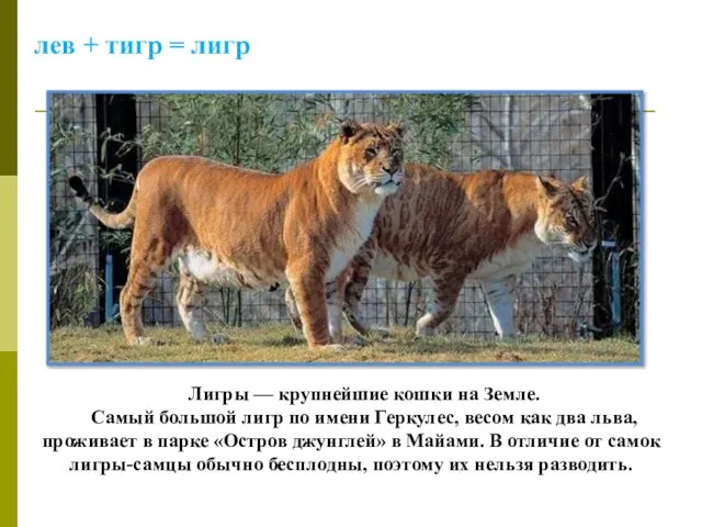 лев + тигр = лигр Лигры — крупнейшие кошки на Земле.