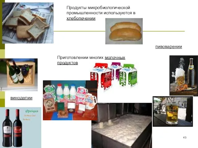 Продукты микробиологической промышленности используются в хлебопечении пивоварении виноделии Приготовлении многих молочных продуктов