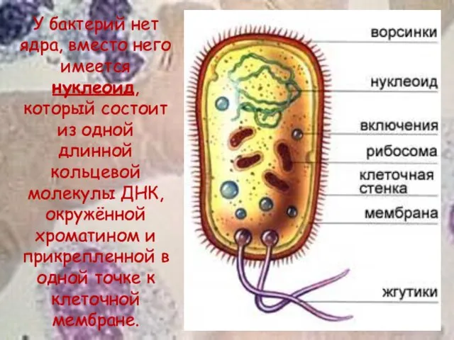 У бактерий нет ядра, вместо него имеется нуклеоид, который состоит из