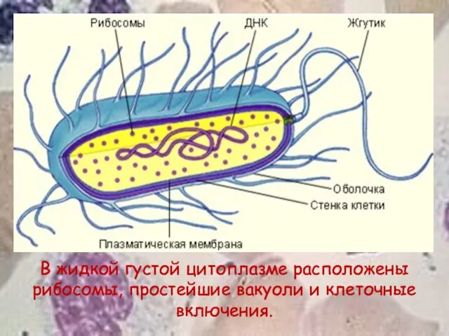 В жидкой густой цитоплазме расположены рибосомы, простейшие вакуоли и клеточные включения.