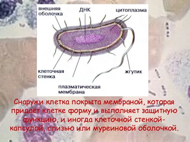 Снаружи клетка покрыта мембраной, которая придаёт клетке форму и выполняет защитную