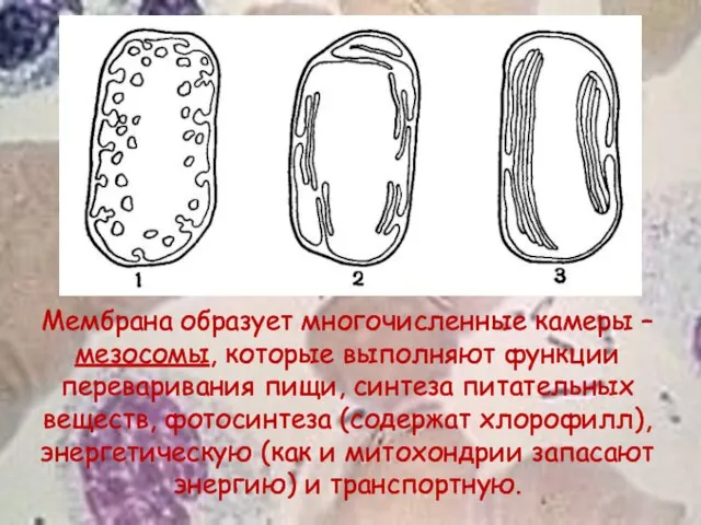 Мембрана образует многочисленные камеры – мезосомы, которые выполняют функции переваривания пищи,