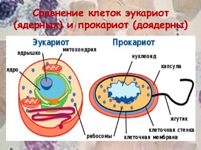 Сравнение клеток эукариот (ядерных) и прокариот (доядерны)