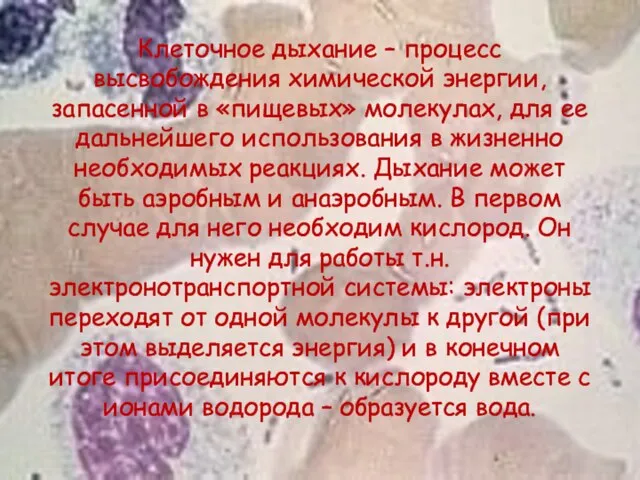 Клеточное дыхание – процесс высвобождения химической энергии, запасенной в «пищевых» молекулах,