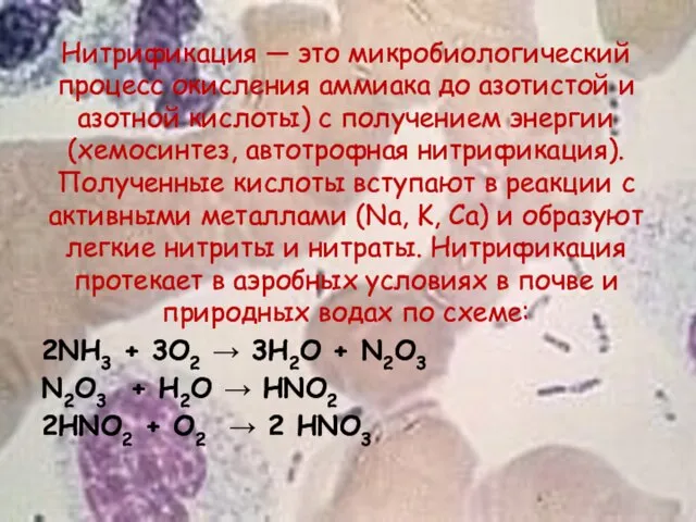 Нитрификация — это микробиологический процесс окисления аммиака до азотистой и азотной