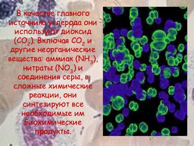 В качестве главного источника углерода они используют диоксид (CO2). Включая CO2