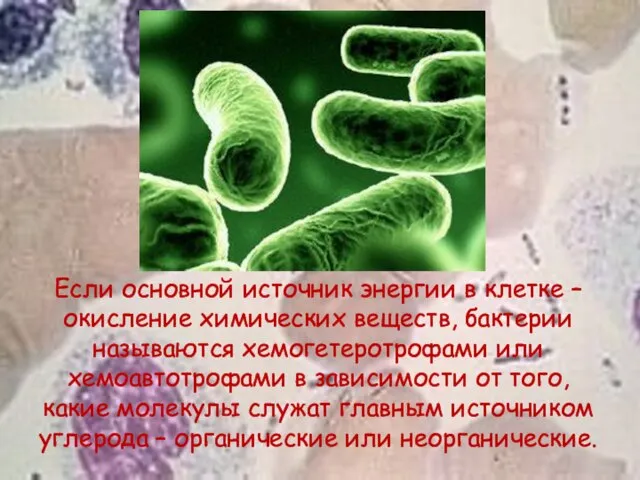 Если основной источник энергии в клетке – окисление химических веществ, бактерии