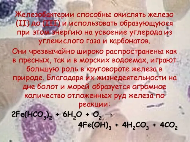 Железобактерии способны окислять железо (II) до (III) и использовать образующуюся при